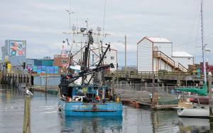 DAN HAMMOCK | THE DAILY WORLD 
The Tani Rae drops off live anchovies at the Westport Marina. The anchovies are stored in net pens for sale as bait for charter boats.