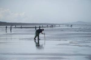 The next round of razor clam digging will take place as planned in Grays Harbor and Pacific counties from Jan. 29 to Feb. 3, 2022. TNS