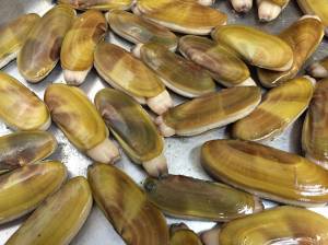 Razor clam digs have been approved along the Washington coast starting Saturday, Feb. 26. Bethany Jean Clement | Seattle Times | TNS | File Photo