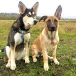 On the left, Stormy, a Husky-Malamute-shepherd mixed breed puppy, has formed a strong bond with her adopted sister Kona, a Belgian Malinois-German shepherd mix. Jessica Orr, who owns the two dogs with her partner Brandy Kamakawiwoole, and their 13-year old daughter Kamakani, adore the newest addition to their family. The family views Kona as a family member and will do what it takes to provide Kona the surgery she needs. (Jessica Orr)