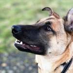 Jessica Orr, her partner Brandy Kamakawiwoole, and their daughter Kamakani, love Kona, their 10-month old Belgian Malinois-German Shepherd mix, with all their hearts. But, now the playful puppy, whos been known as a Velcro Dog needs surgery. (Jessica Orr)