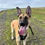 photo courtesy of Jessica Orr 
Kona, a 10-month old Belgian Malinois-German shepherd mix, was adopted at the end of September 2021. Now, she needs surgery to fix joints in her front legs. Her owners want to fix her no matter what.