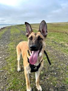 photo courtesy of Jessica Orr 
Kona, a 10-month old Belgian Malinois-German shepherd mix, was adopted at the end of September 2021. Now, she needs surgery to fix joints in her front legs. Her owners want to fix her no matter what.