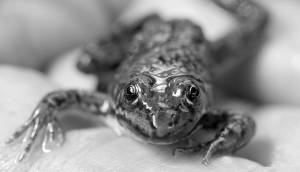 Mike Siegel | The Seattle Times | File Photo 
A 9-week-old Oregon spotted frog is shown above.