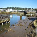 The Wishkah River was one of the flooding sites in early January 2022. The North Shore Levee (NSL,) which should be built by 2025, and then approved in 2026, is believed to have the capability to stop such flooding. (Matthew N. Wells | The Daily World)