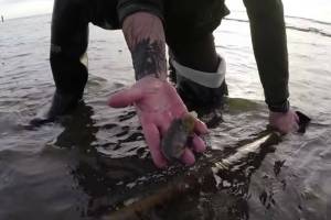 A Washington Department of Fish and Wildlife staff member demonstrates razor clam harvesting technique. The razor clam harvest is on hold as of Sept. 16, 2022, due to dangerous levels of domoic acid, a neurotoxin taken up by razor clams. (Courtesy photo / WDFW)
