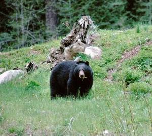 Washington Department of Fish and Wildlife
When preparing for hibernation, a hungry black bear can consume up to 20,000 calories per day.