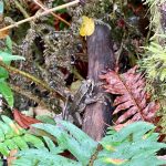 Michael S. Lockett / The Daily World 
A frog perches on a log in an orphaned wetland recently reconnected with the Hoquiam River to restore natural tidelands.