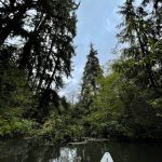 The trees stretch tall above a waterway recently reconnected with the Hoquiam River to restore natural tidelands. (Michael S. Lockett / The Daily World)