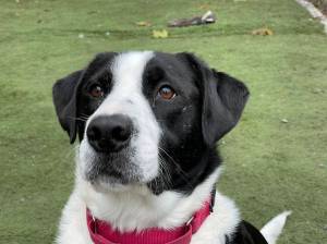 Michael S. Lockett | The Daily World 
Jax, currently a resident of PAWS of Grays Harbor, prepares to intercept a thrown ball on Oct. 4, 2022. The shelter is holding a fundraiser on Oct. 8 to raise money for renovations.
