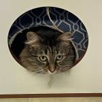 Michael S. Lockett | The Daily World
Asocka, currently a resident of PAWS of Grays Harbor, ponders unfolding events from a box on Oct. 4. The shelter is holding a fundraiser on Oct. 8 to raise money for renovations.