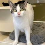Michael S. Lockett | The Daily World
Gracie, currently a resident of PAWS of Grays Harbor, stares at an intruder on Oct. 4. The shelter is holding a fundraiser on Oct. 8 to raise money for renovations.