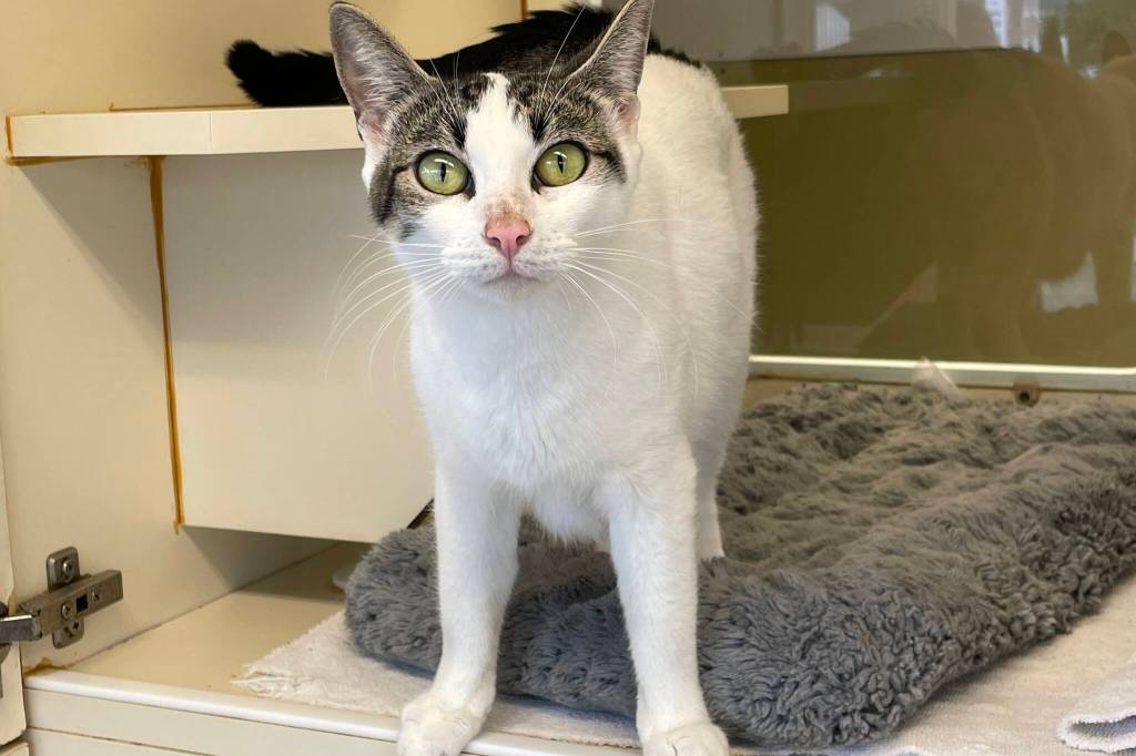 Michael S. Lockett | The Daily World
Gracie, currently a resident of PAWS of Grays Harbor, stares at an intruder on Oct. 4. The shelter is holding a fundraiser on Oct. 8 to raise money for renovations.