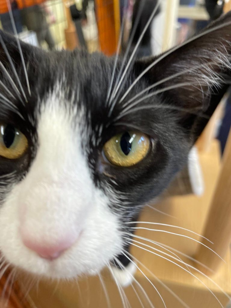 Michael S. Lockett | The Daily World
Louise, currently a resident of PAWS of Grays Harbor, inspects a photographic implement on Oct. 4. The shelter is holding a fundraiser on Oct. 8 to raise money for renovations.