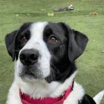 Jax, currently a resident of PAWS of Grays Harbor, prepares to intercept a thrown ball on Oct. 4. The shelter is holding a fundraiser on Oct. 8 to raise money for renovations. (Michael S. Lockett | The Daily World)
