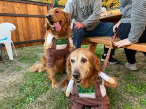 Michael S. Lockett | The Daily World
Sage and Mia do important dog things at Pints for Paws, a fundraiser put on by PAWS of Grays Harbor to help replace ailing infrastructure in the shelter, hosted by Red Cedar on Oct. 8.