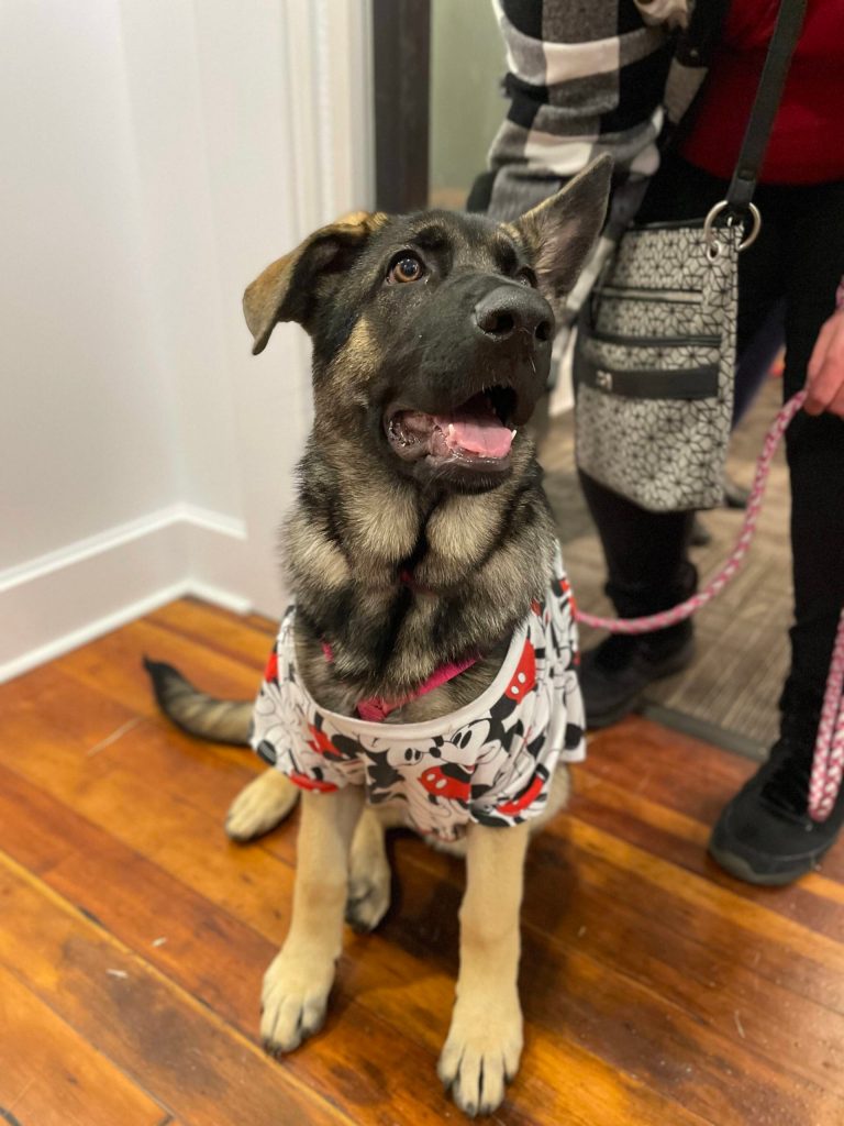 Michael S. Lockett | The Daily World
Maggie, a sweet young lady, poses at Pints for Paws.