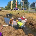 (Courtesy of Scott Andersen) David Conlan, senior biologist with GeoEngineers, leads a crew in netting the Olympic mudminnow last month. The endangered fish had to be captured and removed — and later, returned to — the ditch to ensure its safety before debris clearing could begin.