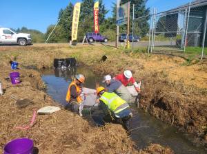 (Courtesy of Scott Andersen) David Conlan, senior biologist with GeoEngineers, leads a crew in netting the Olympic mudminnow last month. The endangered fish had to be captured and removed — and later, returned to — the ditch to ensure its safety before debris clearing could begin.