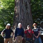 Matthew N. Wells | The Daily World 
Dick Isaacson, second from left, stands in front of his Redwood tree with the three-man crew from M.J. Izatt Tree Service on Thursday. Cody Dehart, left of Isaacson, Jay Izatt  right of Isaacson, and Desmond Howard pause for a photo. The removal should take a few days at least. Once the tree is gone from the front yard of Isaacsons home, itll be a relief for Isaacson and his wife Judy. A couple branches fell two months ago and luckily they fell in such a way that neither the Isaacsons home, nor their neighbors home, received any damage.