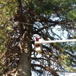 Matthew N. Wells | The Daily World 
Jay Izatt, owner of M.J. Izatt Tree Service, uses a chainsaw to cut off branches from an approximate 105-foot Redwood tree on Thursday. The branch removal is the first step to removing the tree that sits in front of Dick Isaacsons home in the 900 block of North L Street, in Aberdeen. It will take a few days, at least, for the tree to be removed. The tree, age unknown, has provided shade for three generations of Isaacsons since 1923. Before the Isaacson family owned it, the Hood family  the original owners of the home  had it from 1907 until 1923, when Dicks grandparents bought the house. Dick and his wife Judy are the third generation of Isaacsons to own the three-story home. We kind of took the tree for granted, Dick said to his younger brother, Steven Isaacson, as they watched Izatt work. Thats because it was always there, Steven Isaacson said.