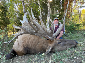 Hoquiam hunter Brian Dhoogie poses in front of the massive bull elk he shot a few weeks ago at a ranch in Idaho.
Photos courtesy Brian Dhoogie