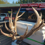 The bull elk was brought to Bay City Sausage near Westport for processing last week.