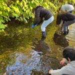 McCleary School District
Late last month McCleary Schools middle school students on the McCleary Green Team visited Wildcat Creek for water quality testing. After collecting information, they followed up the next day with data analysis and report forms. Wildcat Creek is a stream located just 2.5 miles from Elma.