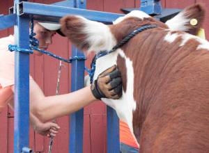 The Daily World file photograph 
A young exhibitor calms his steer during a past Grays Harbor County Fair.