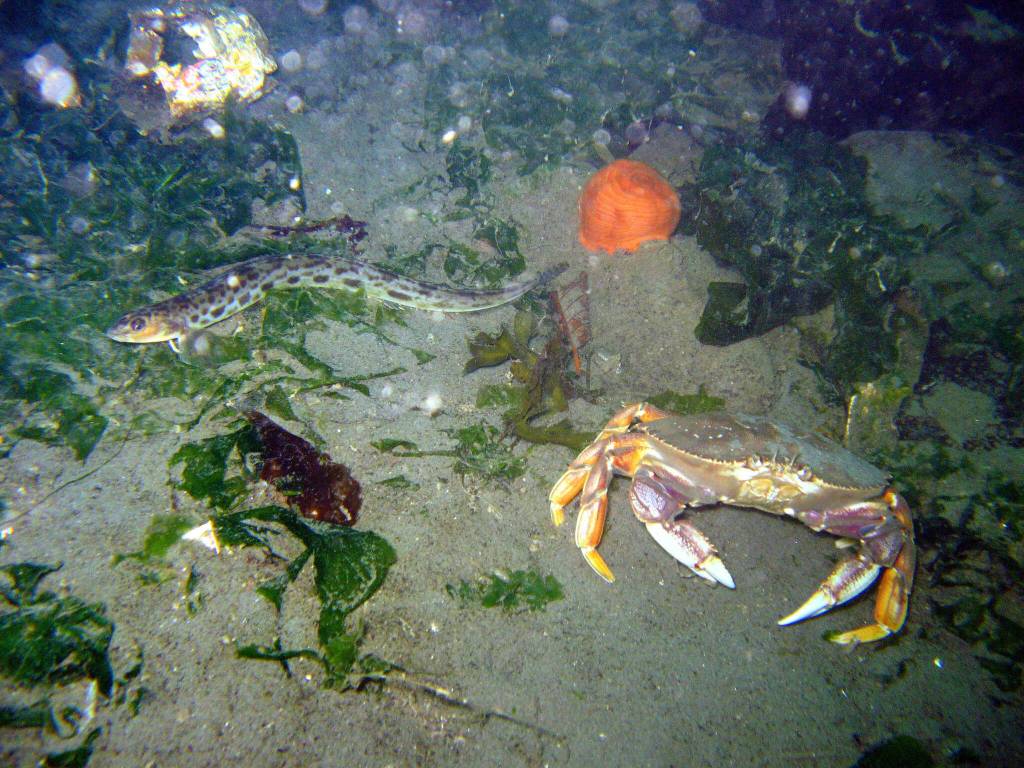 Rhoda H. Green / NMFS 
Dungeness crab are found throughout the national marine sanctuaries along the West Coast in one of the most biologically productive ocean environments in the world  the California Current Large Marine Ecosystem.