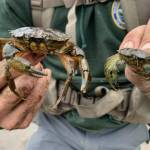 Photos courtesy WDFW 
WDFW staffer holding two European green crabs.