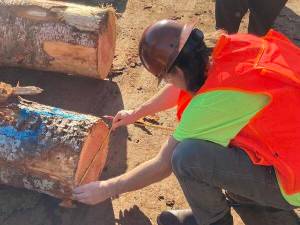 Grays Harbor College 
Students of Grays Harbor College headed to Sierra Pacific Industries in Aberdeen for an on-site log scaling practice with Instructor Patrick Mahoney and an SPI Crew. Log scaling is measuring cut trees to determine the volume and quality of the wood before its manufactured.