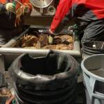Clayton Parson, lead shellfish technician and John Deibert, shellfish technician with the Washington Department of Fish and Wildlife, examine a Dungeness crab.