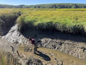 U.S. Fish and Wildlife Service
A technician sets a trap for European green crab on a low tide in Willapa Bay National Wildlife Refuge. Trappers found 134,000 green crabs in Willapa Bay in 2022, more than anywhere else in Washington.