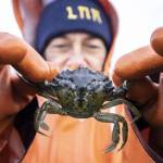 Steve Ringman / The Seattle Times 
Lummi Natural Resources field technician Lisa Balton holds a European Green Crab pulled from a crab trap along the shoreline of the Sea Pond in December of 2021. The tribe has declared the green crabs arrival at its Sea Pond an environmental disaster.