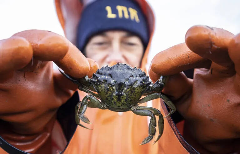 Steve Ringman / The Seattle Times 
Lummi Natural Resources field technician Lisa Balton holds a European Green Crab pulled from a crab trap along the shoreline of the Sea Pond in December of 2021. The tribe has declared the green crabs arrival at its Sea Pond an environmental disaster.
