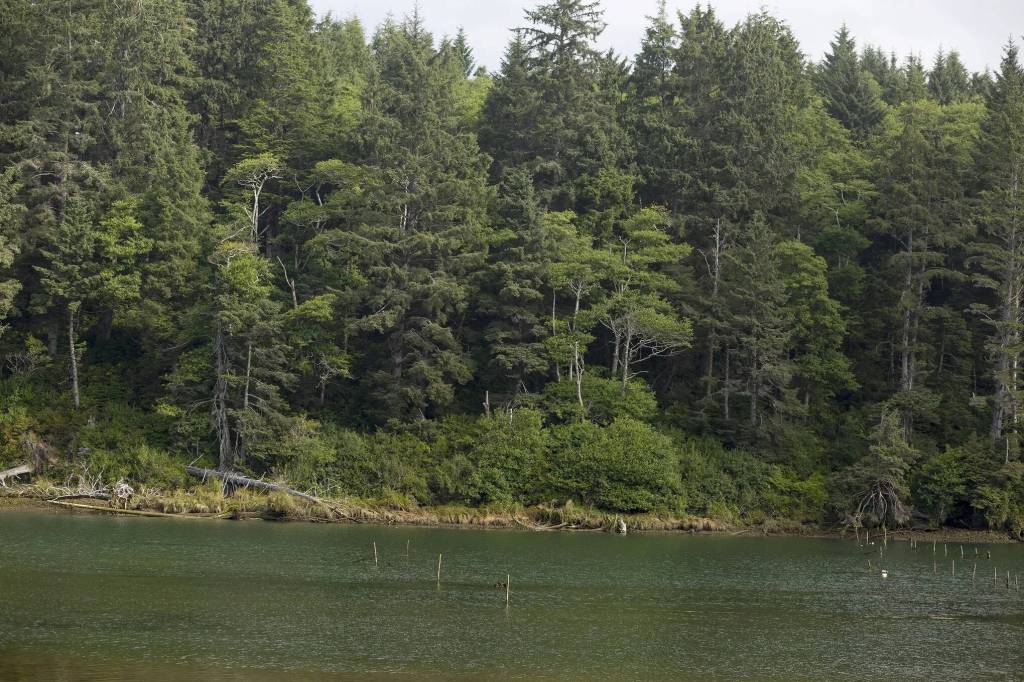 Sylvia Jarrus / The Seattle Times 
The Quinault River in Taholah.