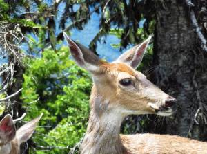 Illegal hunting of deer in Ocean Shores continues to be an issue for the coastal city. (David Lang / Unsplash)