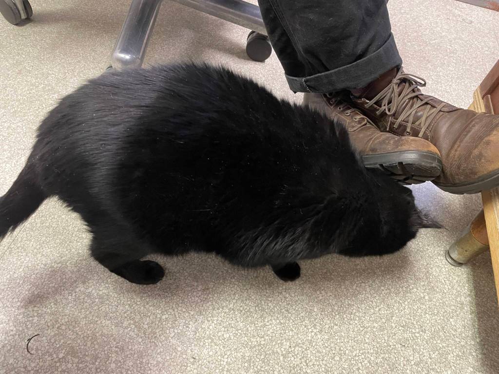 Office cat River searches for affection during a meeting at the Grays Harbor Historical Seaport on Dec. 6. (Michael S. Lockett / The Daily World)