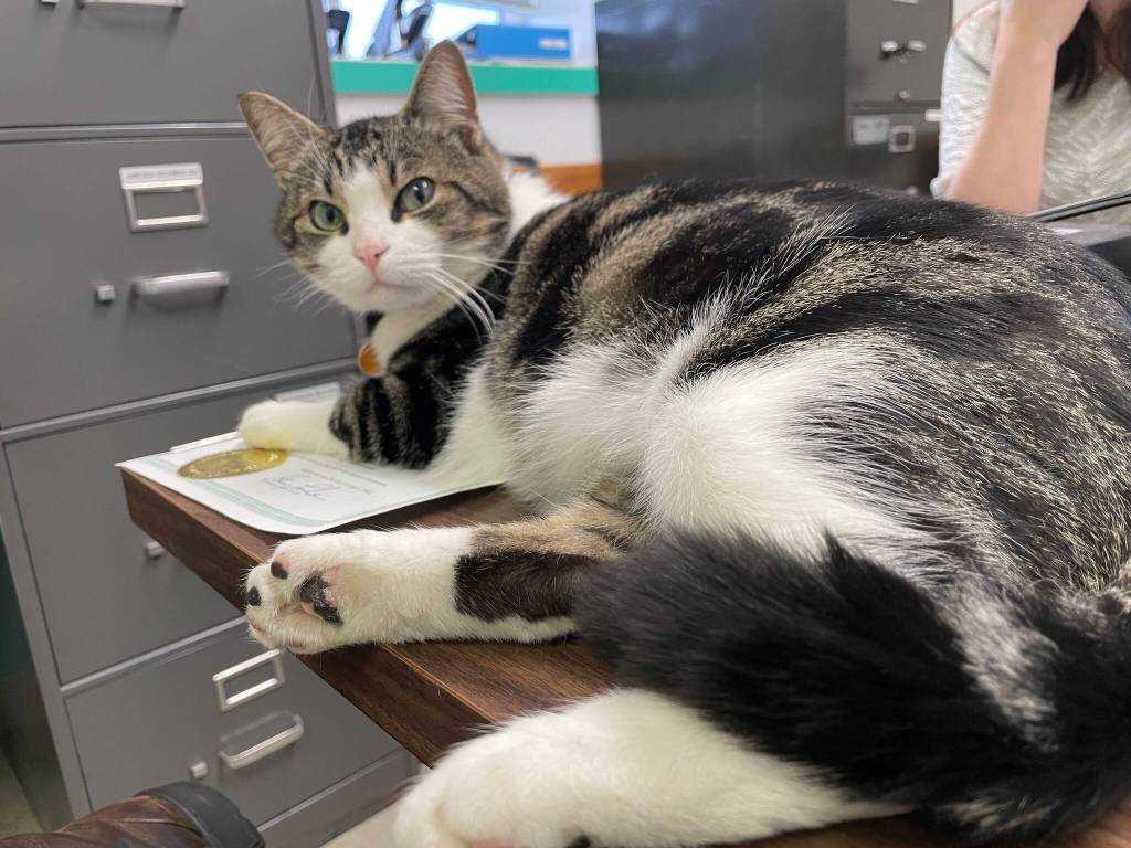 Michael S. Lockett / The Daily World 
Boat cat Marlin stares perturbedly during a meeting at the Grays Harbor Historical Seaport on Dec. 6.