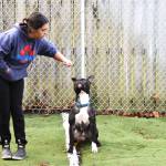 Matthew N. Wells / The Daily World
Allie Oropeza, dog care specialist for PAWS of Grays Harbor, readies Chester, a 1-year, 8-month-old French Bulldog-Straffordshire Bull Terrier mix, for a round of tricks. Chester, a playful puppy, has been champing at the bit for a permanent home, but hasnt found one just yet. If all goes well this weekend, Chester will get his home, just in time for Christmas.