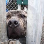 Matthew N. Wells / The Daily World
Indo, a 7-month-old Pitbull-Terrier-Hound mix, yearns to sniff, lick and play on Wednesday at PAWS of Grays Harbor. Indo, a friendly puppy, stuck his paw out and made a new friend.