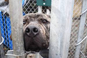 Matthew N. Wells / The Daily World
Indo, a 7-month-old Pitbull-Terrier-Hound mix, yearns to sniff, lick and play on Wednesday at PAWS of Grays Harbor. Indo, a friendly puppy, stuck his paw out and made a new friend.