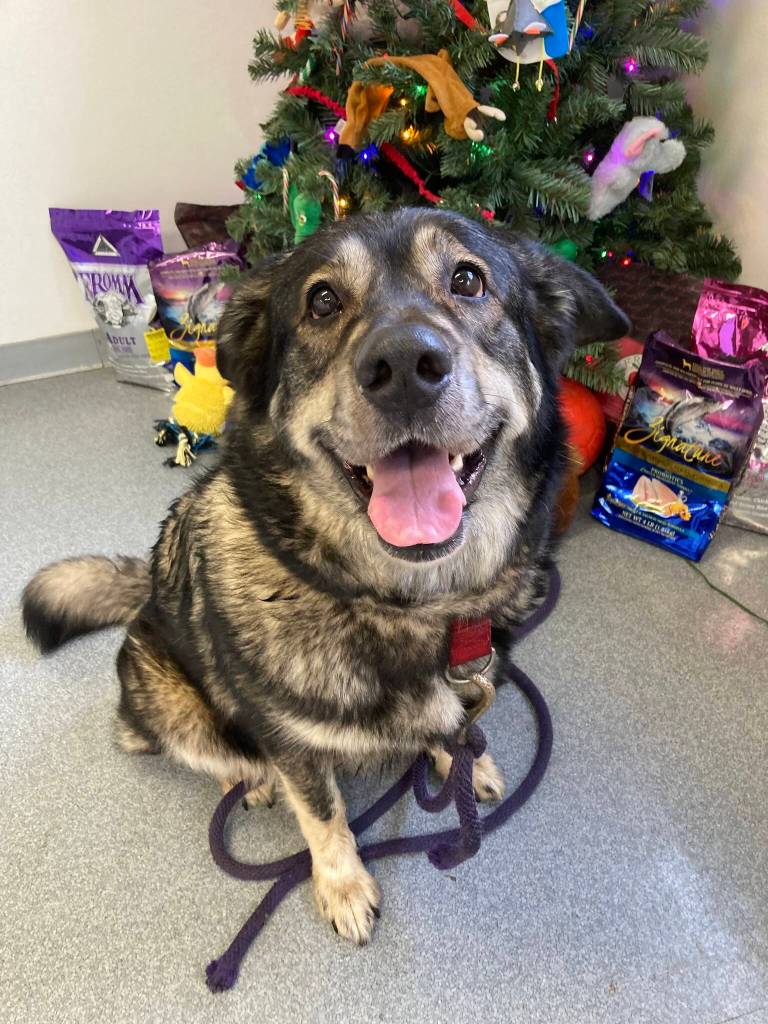 Courtesy photo / APD
A very good girl who escaped from her house hangs out at the Aberdeen Police Department before returning home last week. The departments animal control office is seeing normal numbers of stray dogs picked up, but an exploding population of stray cats.