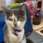 PAWS of Grays Harbor administrative assistant Bigfoot conducts business from the rescue shelter on Dec. 21. (Michael S. Lockett / The Daily World)