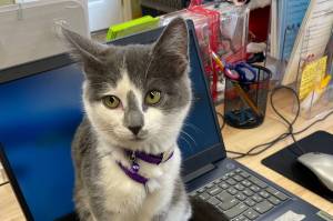 PAWS of Grays Harbor administrative assistant Bigfoot conducts business from the rescue shelter on Dec. 21. (Michael S. Lockett / The Daily World)