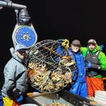 Courtesy photo / Paul Mirante
Fisherman pull pots during a previous Dungeness crab season.