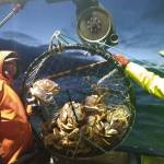 Fishermen pull up a pot full of Dungeness crabs during the season. (Courtesy photo / Robert Mirante)