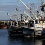 Michael S. Lockett / The Daily World
Boats line the harbors of Western Washington, many of their crews preparing for the upcoming Dungeness crab season.
