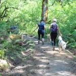 Yiting Lim / Special to The Seattle Times 
Two hikers and two canines make their way along a freshly remade section of the Lower South Fork Skokomish Trail.